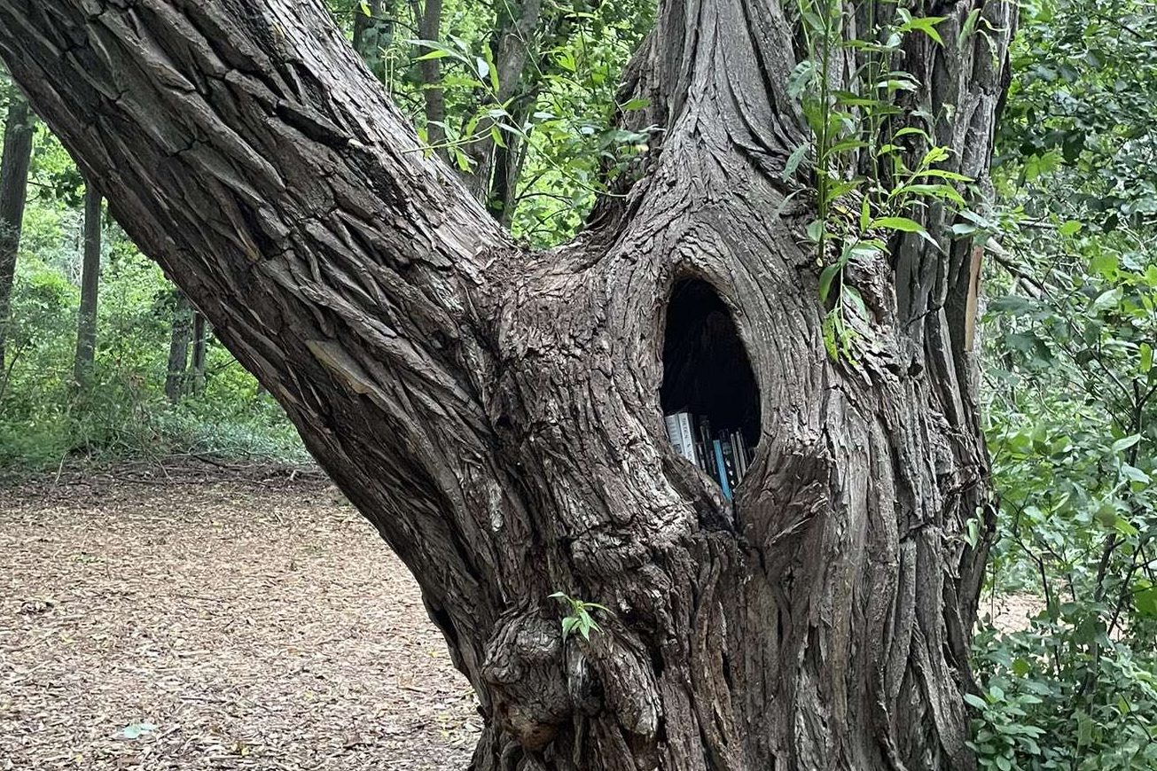 Riverside Park Library Tree